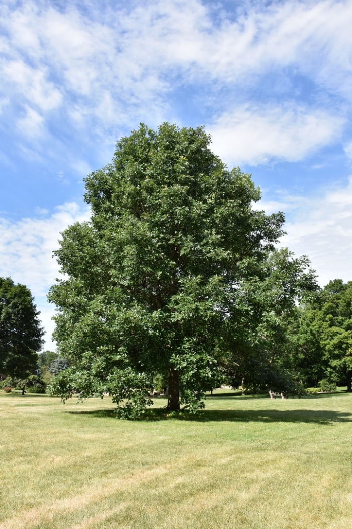 Ясень пенсильванский fraxinus pennsylvanica