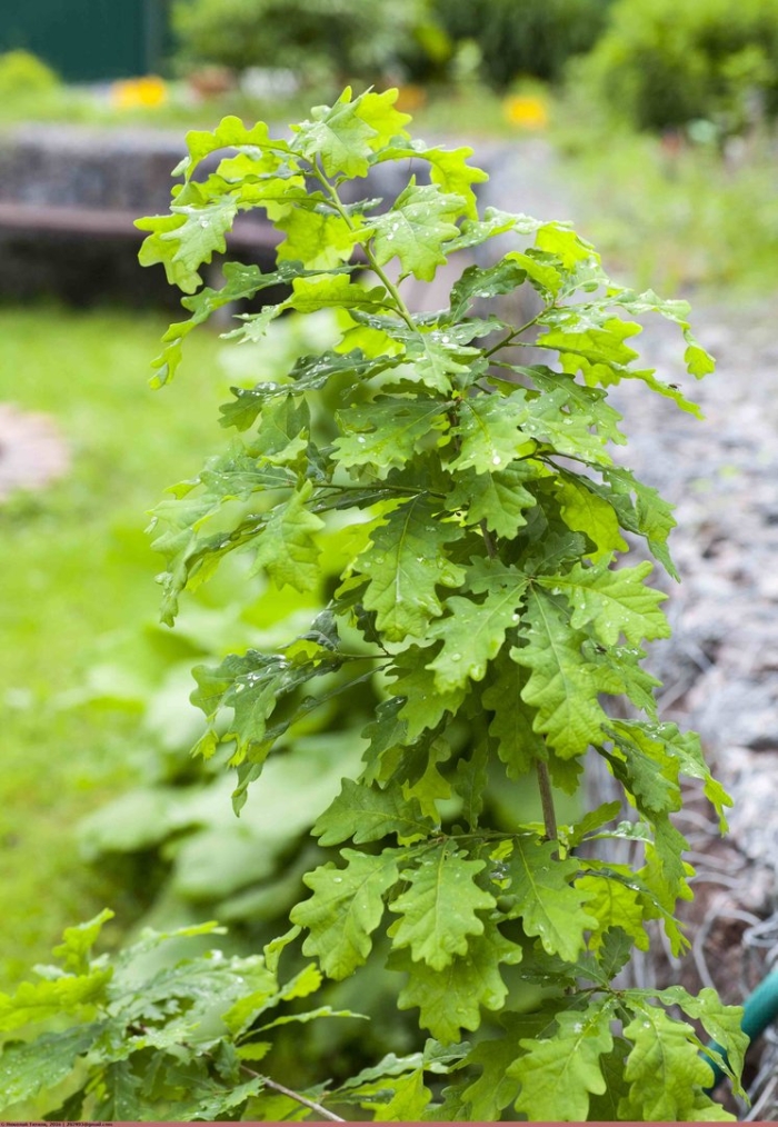 Дуб черешчатый quercus robur