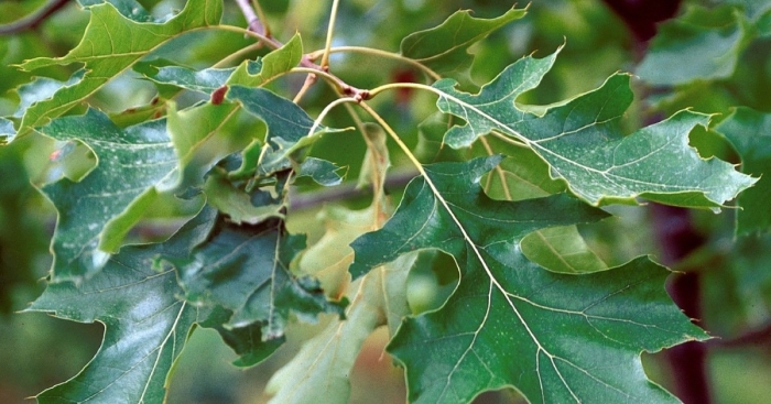 Дуб бархатистый(quercus velutina)