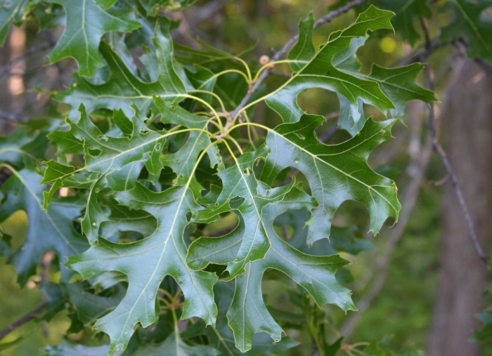 Дуб болотный quercus palustris