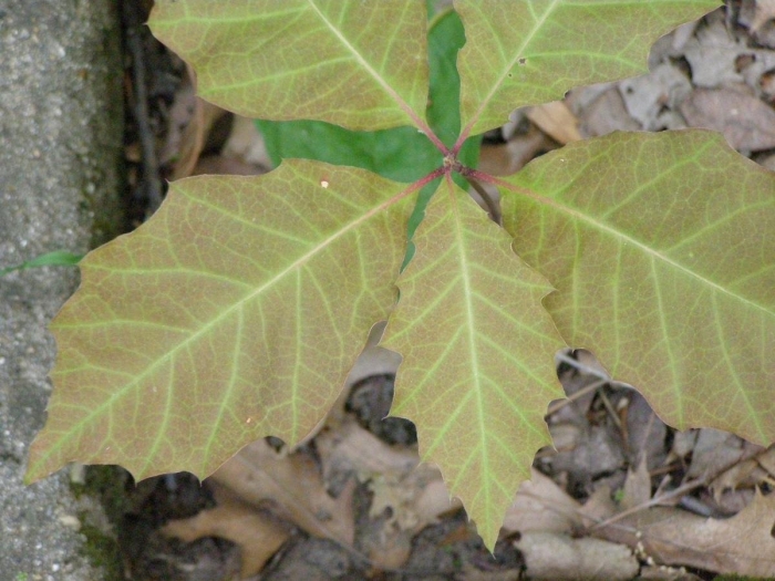 Toxicodendron radicans