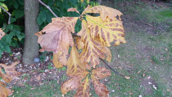 Каштановая минирующая моль