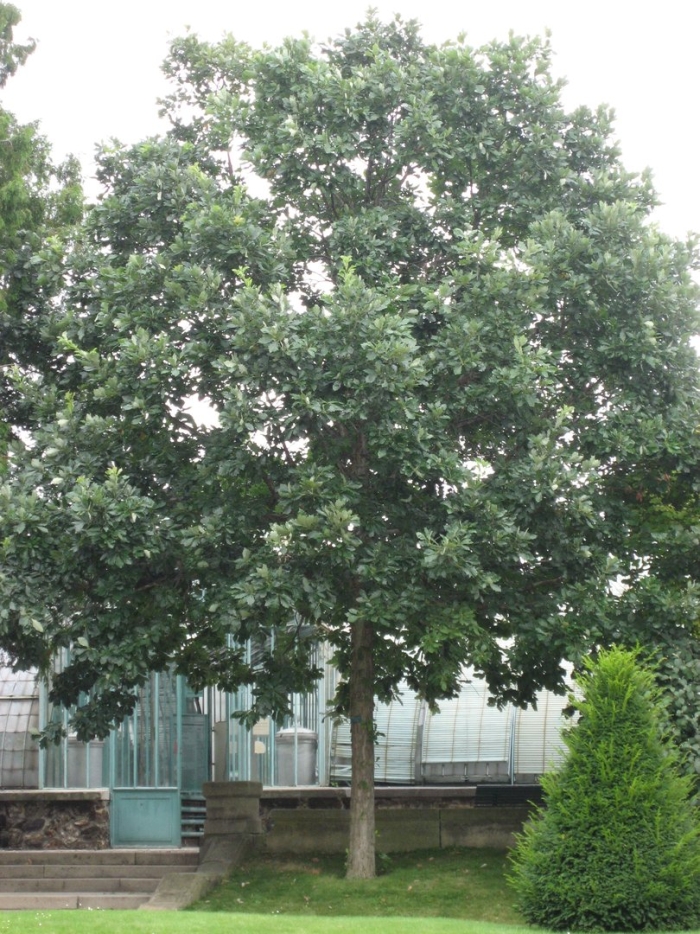 Quercus marilandica