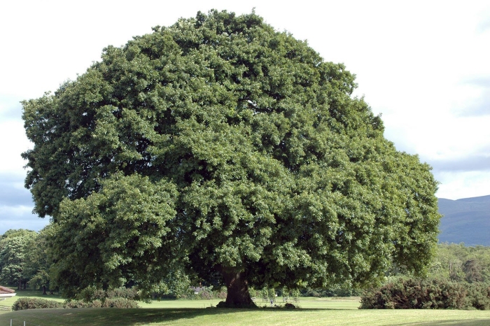Дуб скальный quercus petraea