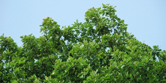 Platanus occidentalis