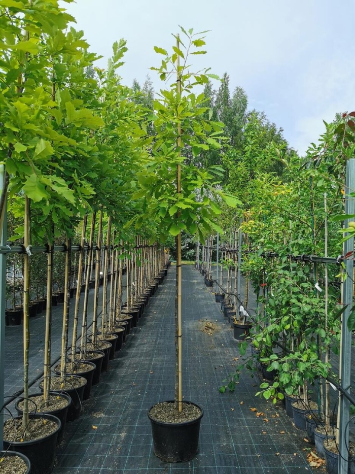 Питомники растений