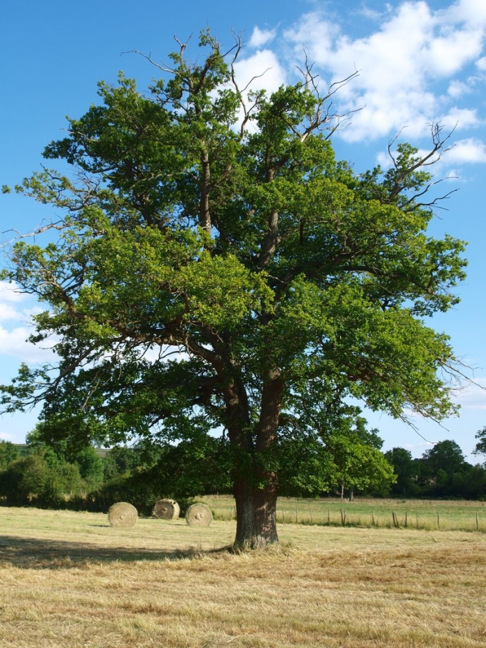 Quercus chrysolepis