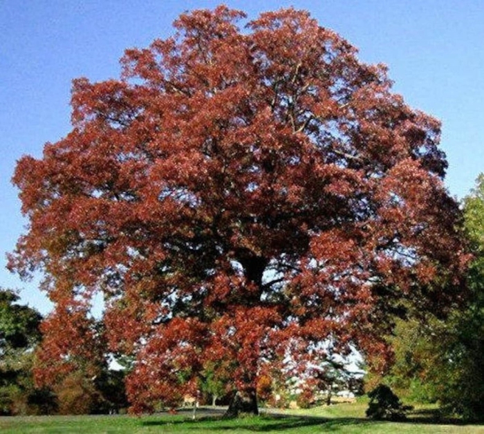 Канадский красный дуб