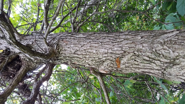 Листопадные деревья