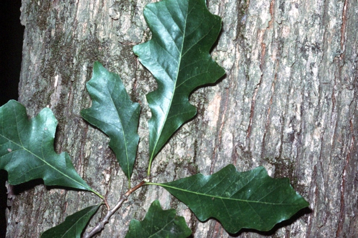 Дуб падуболистный quercus ilicifolia