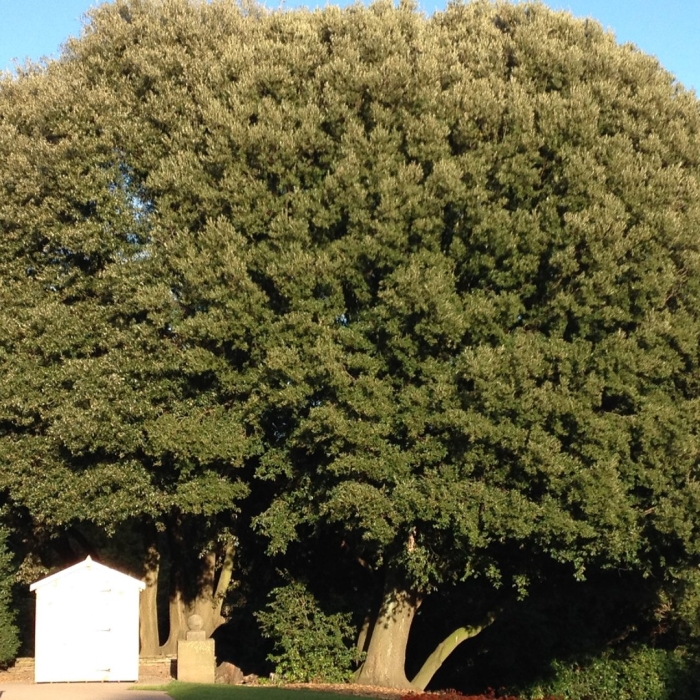 Дуб каменный quercus ilex