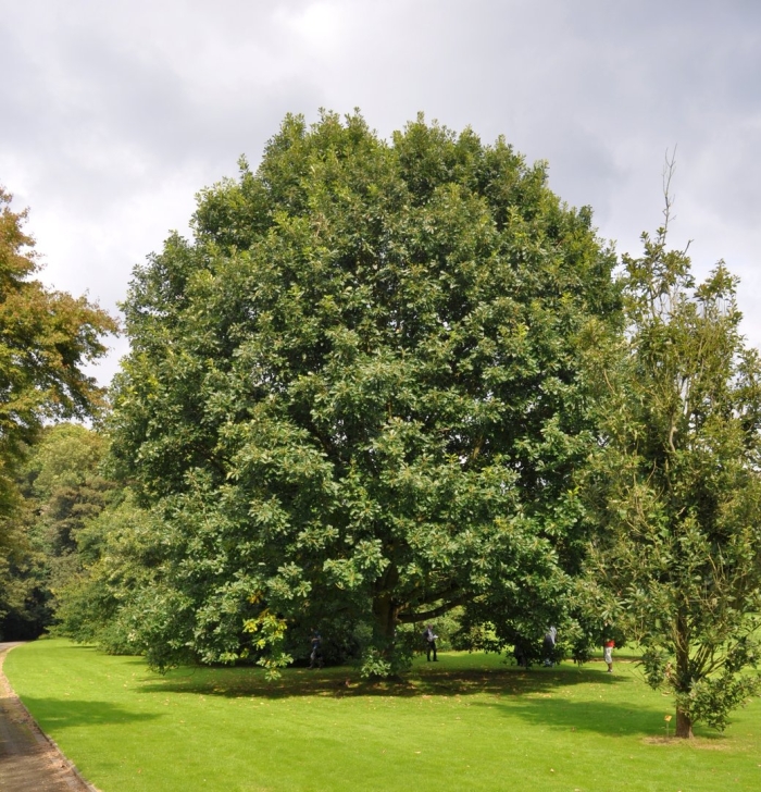 Tilia cordata rancho