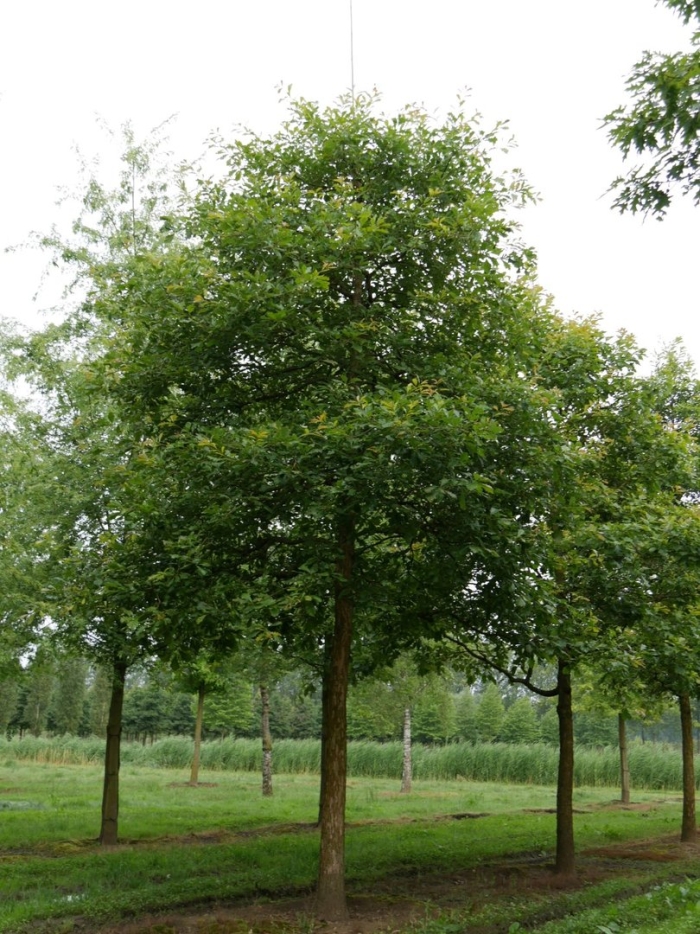 Дуб болотный quercus palustris