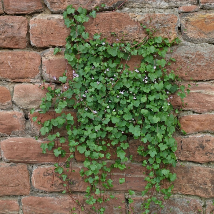 Цимбалярия альба