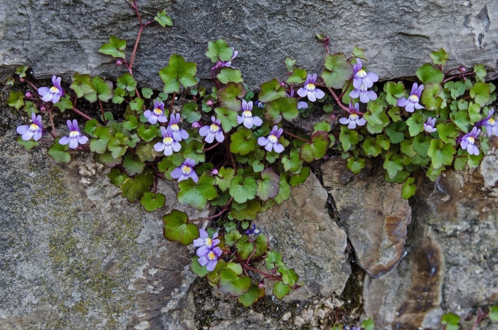 Цимбалярия муралис