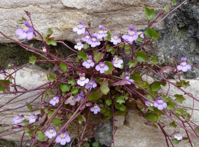 Цимбалярия постенная