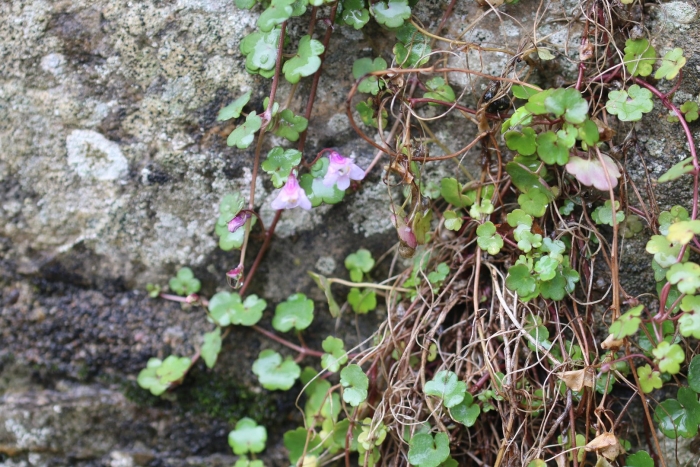 Cymbalaria muralis