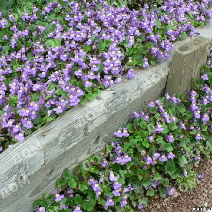 Почвопокровное растение