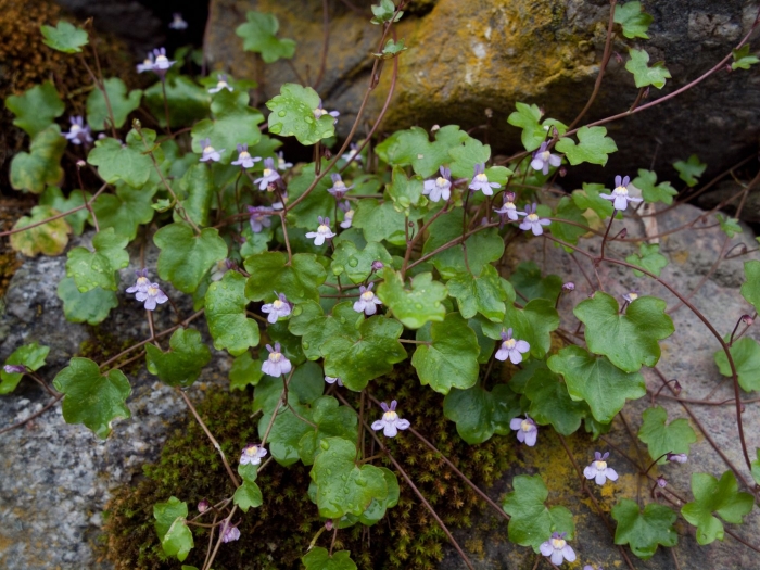 Ivy leaved toadflax