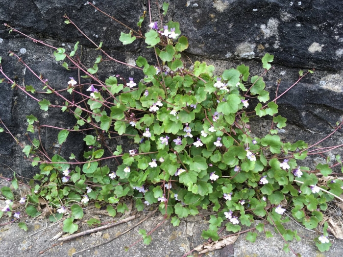 Цимбалярия постенная