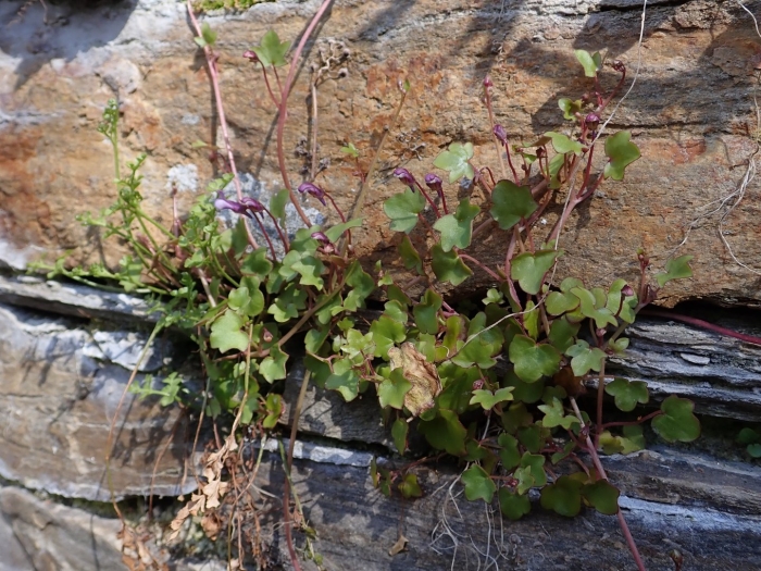 Cymbalaria muralis