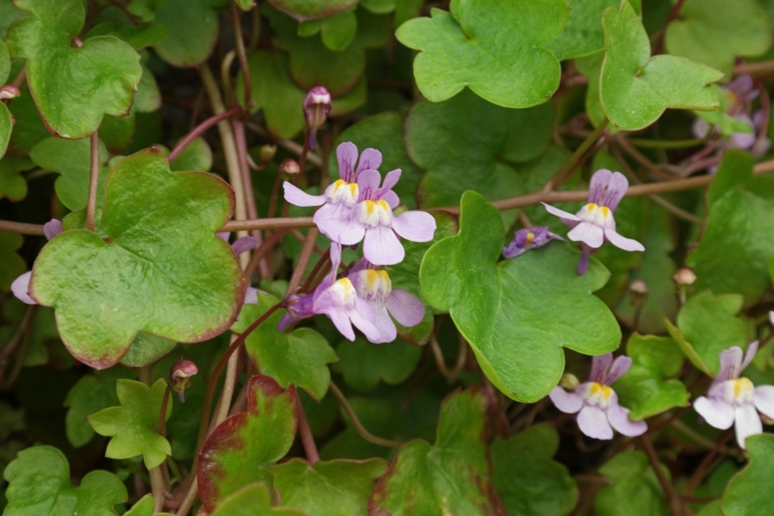 Цимбалярия  alba