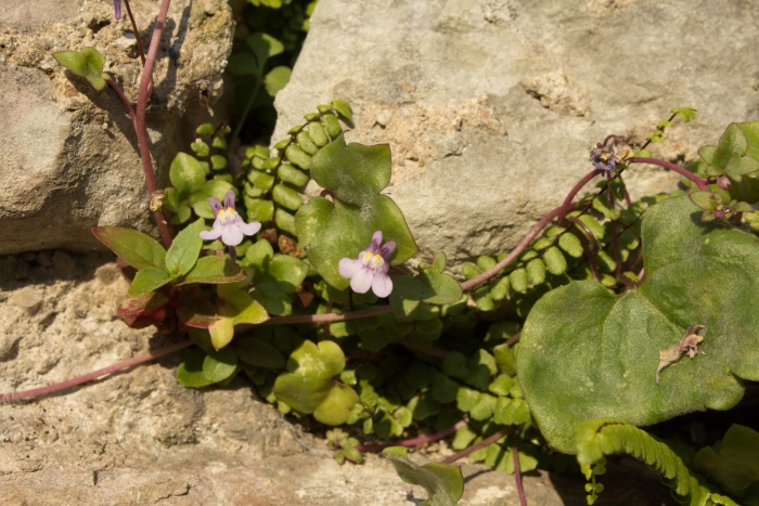 Cymbalaria muralis