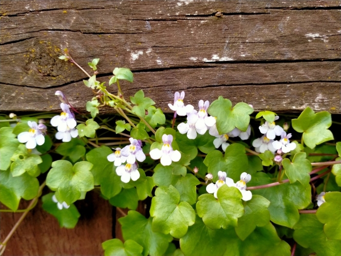 Цимбалярия муралис