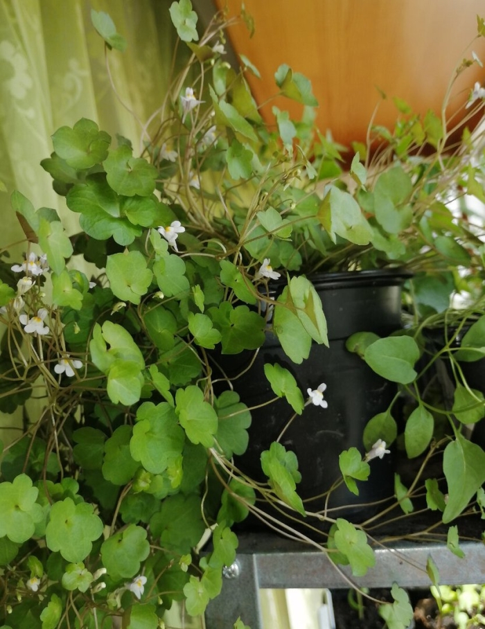 Цимбалярия семена