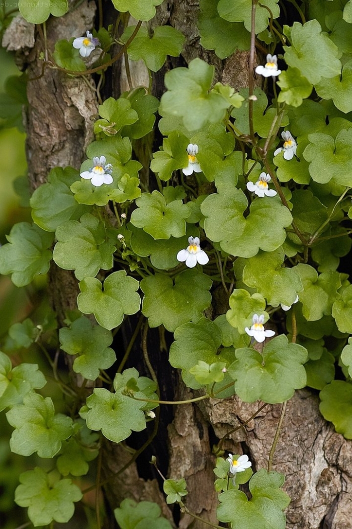 Цимбалярия постенная