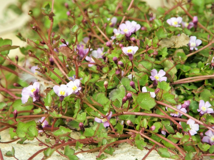 Цимбалярия пристенная