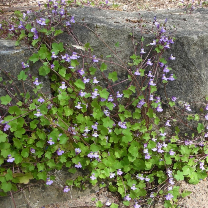 Cymbalaria muralis