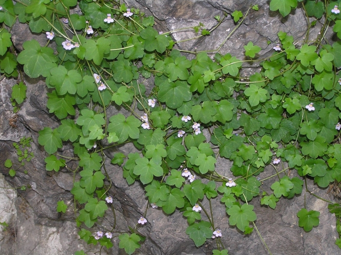 Цимбалярия бледная