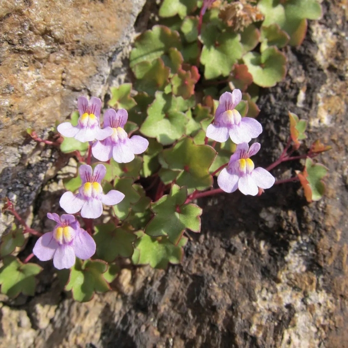 Цимбалярия постенная alba