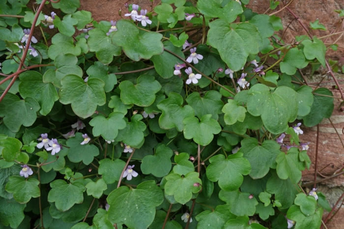 Цимбалярия муралис