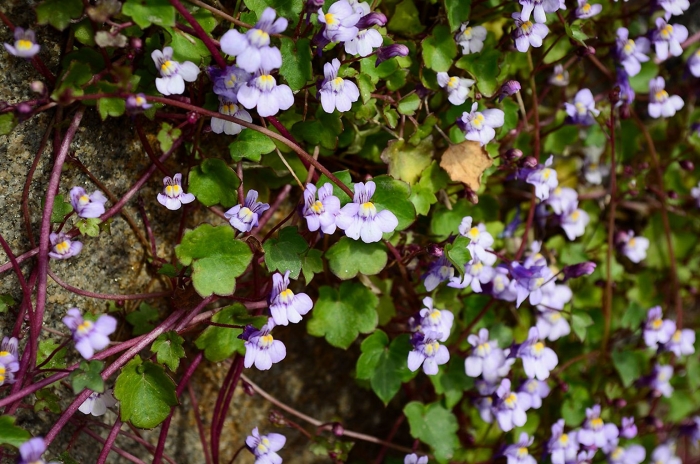 Цимбалярия пристенная