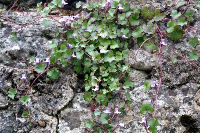 Цимбалярия ампельная