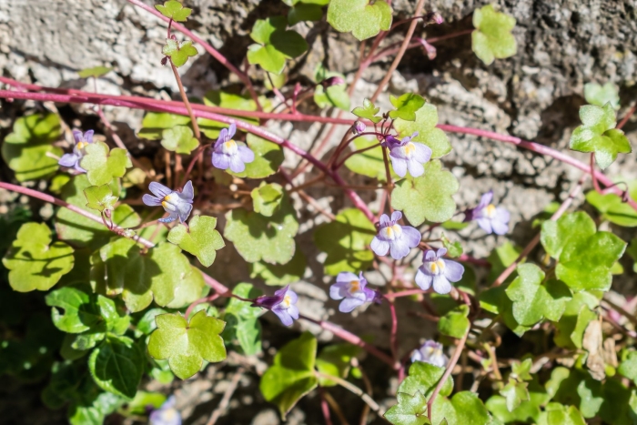 Цимбалярия муралис