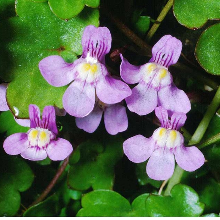 Цимбалярия постенная