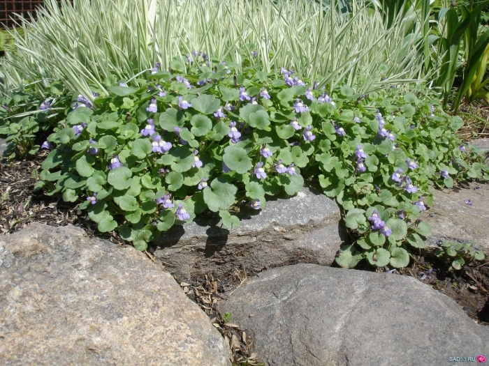 Мазус ползучий