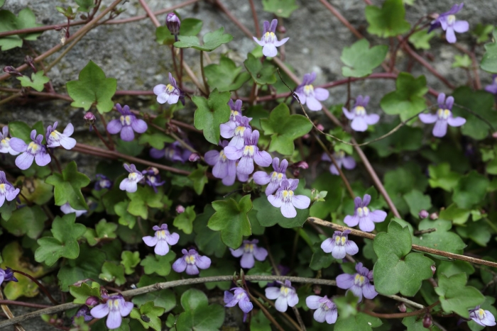 Цимбалярия постенная