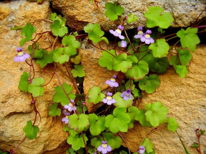 Cymbalaria muralis
