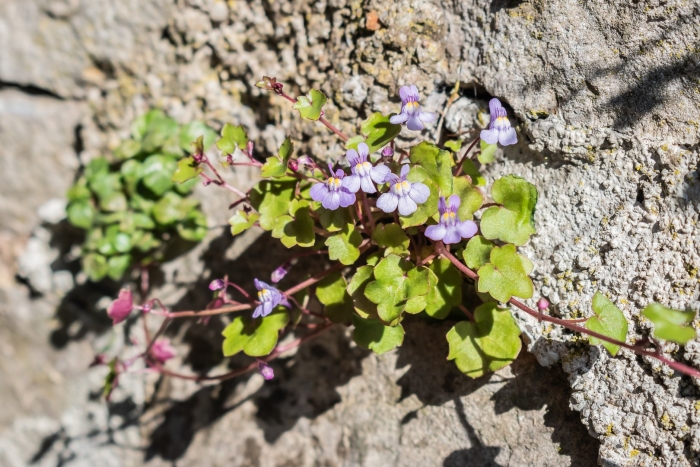 Цимбалярия постенная alba