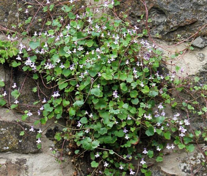 Cymbalaria muralis