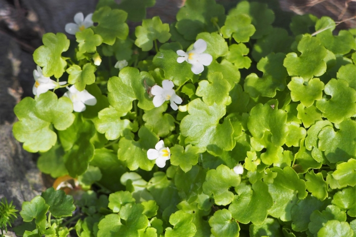 Цимбалярия постенная