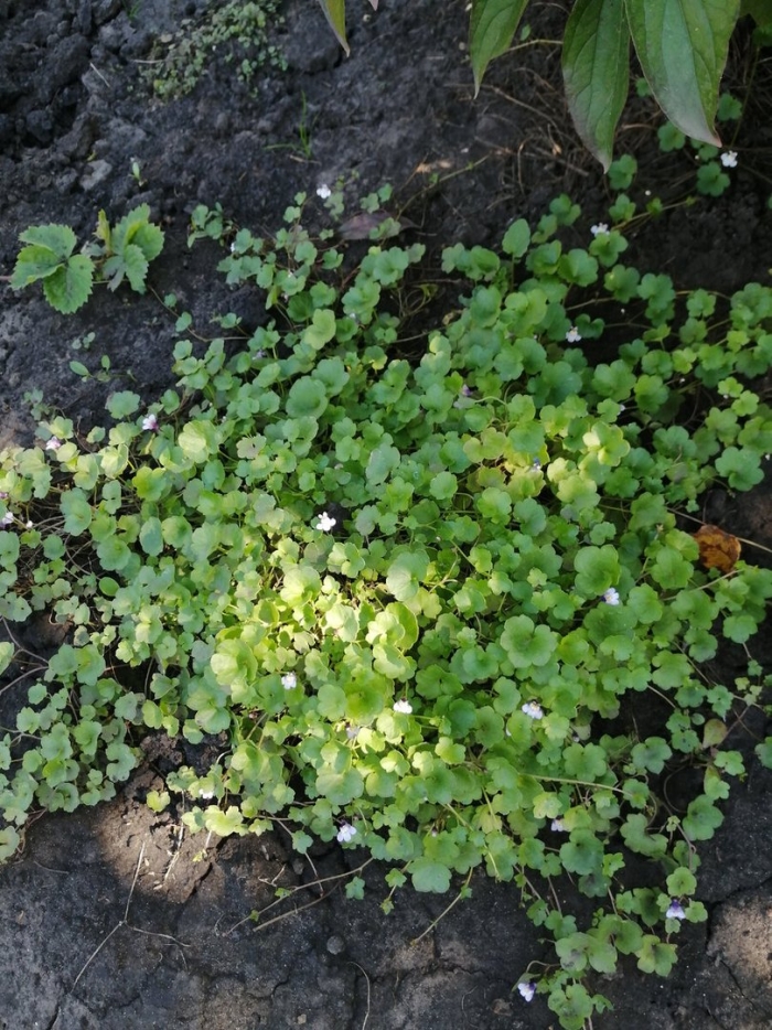 Сорняк мшанка ползучая