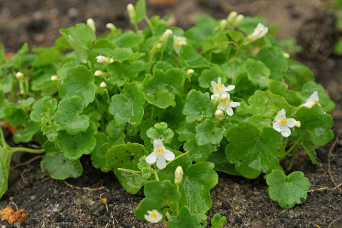 Цимбалярия альба