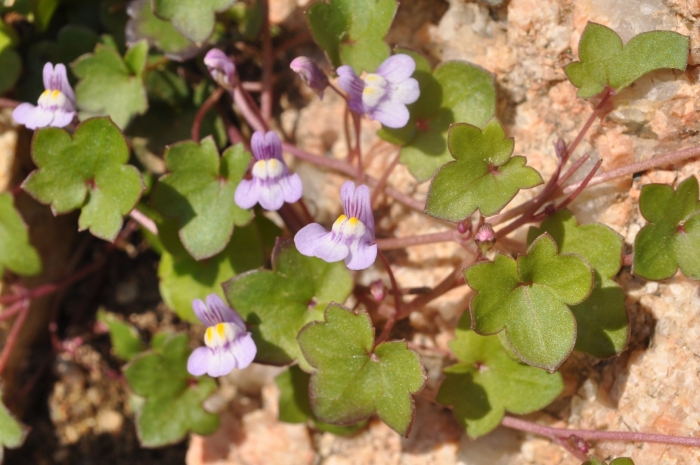 Cymbalaria muralis