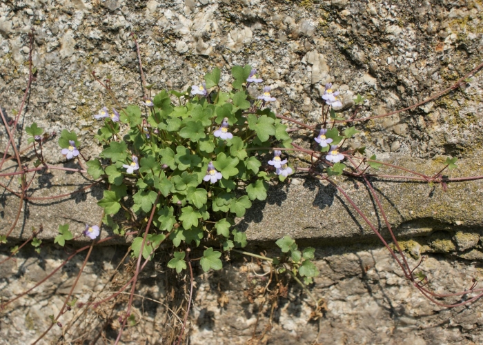 Cymbalaria muralis