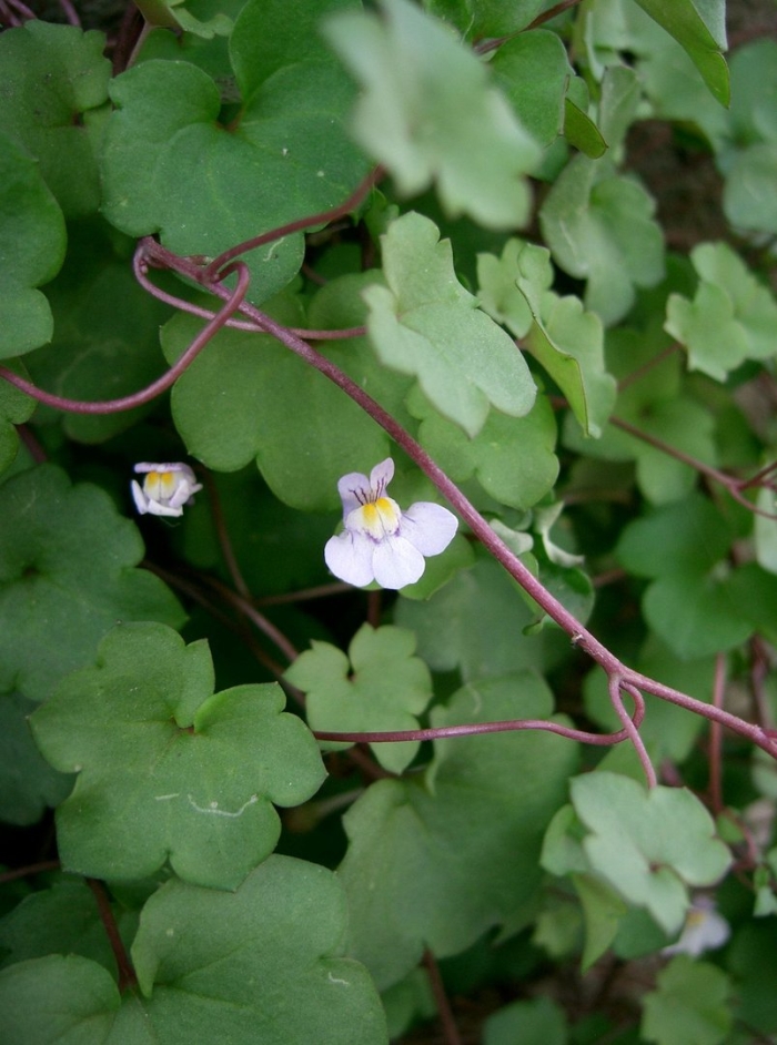 Cymbalaria muralis растение